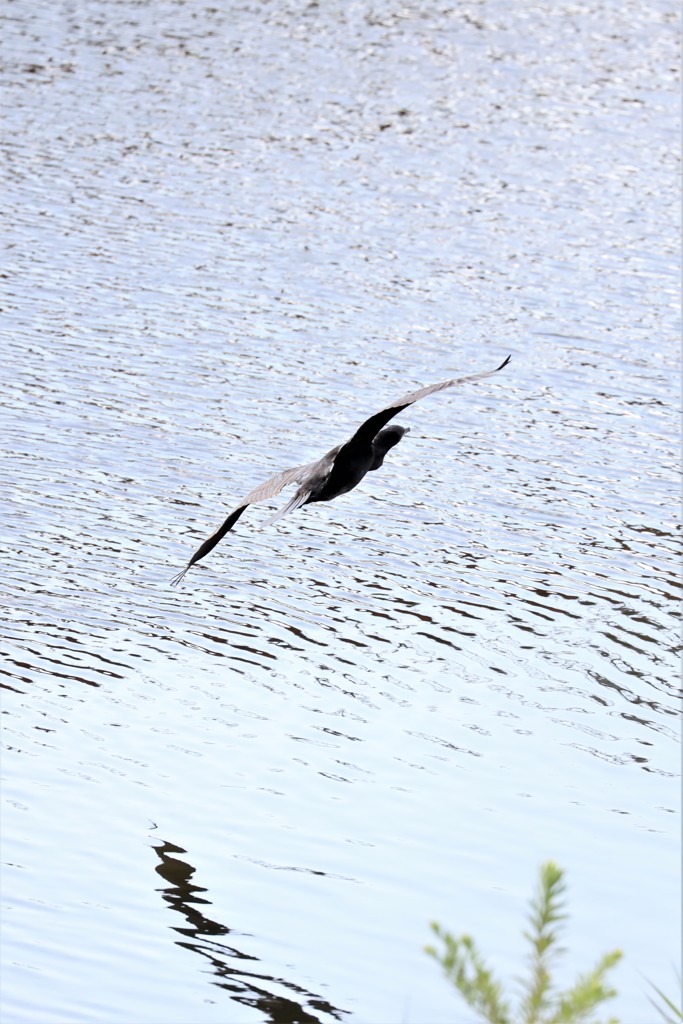 カワウ飛翔３