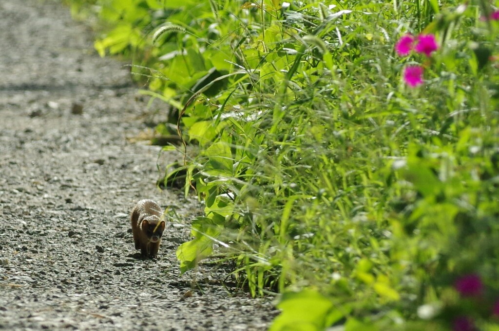 イタチと遭遇