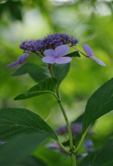 木陰の紫陽花３
