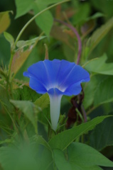 Blue flower in summer