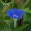 Blue flower in summer