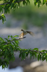 スズメ飛ぶ２