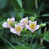 ユリズイセンだとおもうのですが？