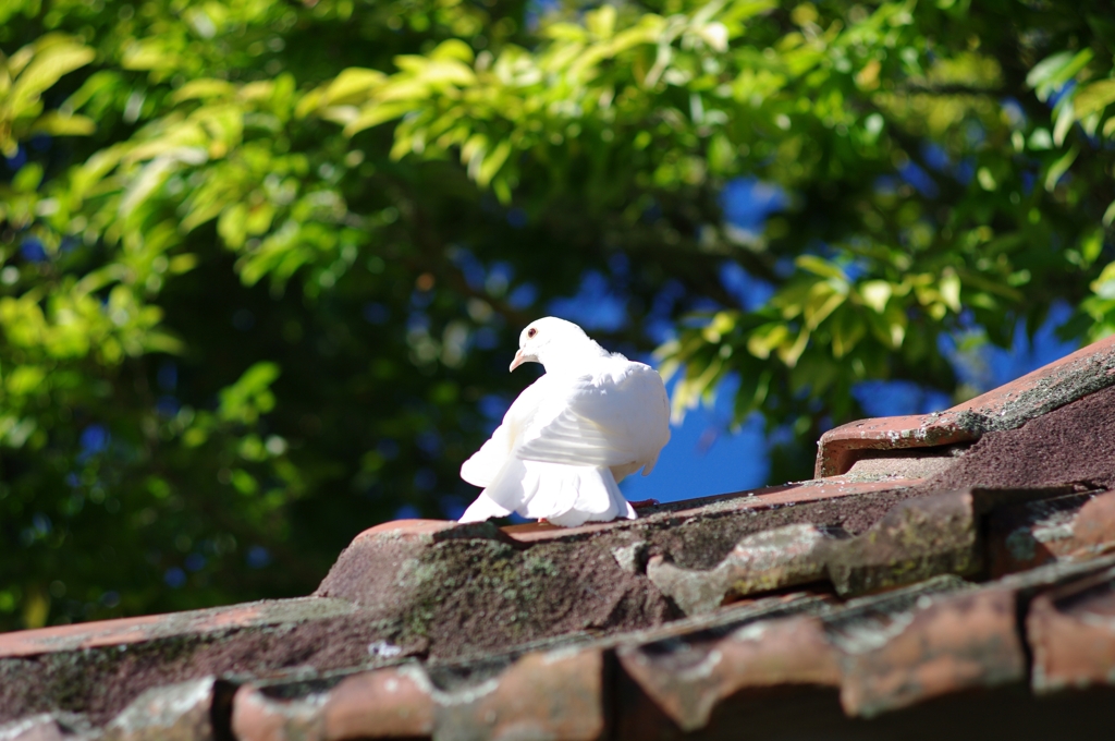 白い鳩