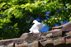 白い鳩