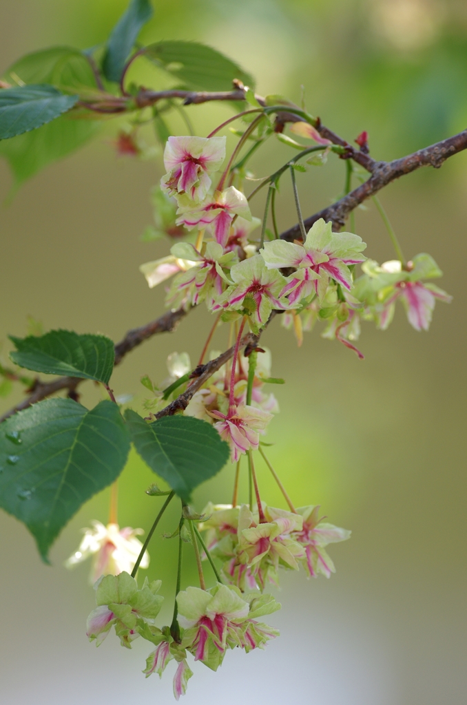 黄桜