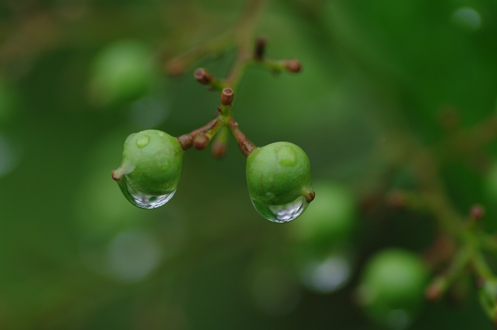 雨粒