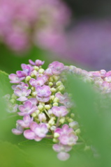紫陽花 (1)