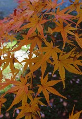 黄紅葉