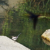 Passing swallow 