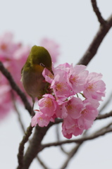 桜とメジロ３