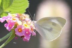 ランタナとモンシロチョウ