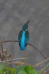 かわせみ１