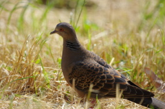 野バト