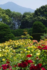 京都府立植物園から比叡を臨む