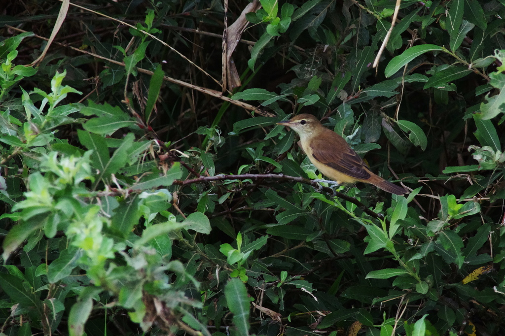 ヨシキリなのでしょうか