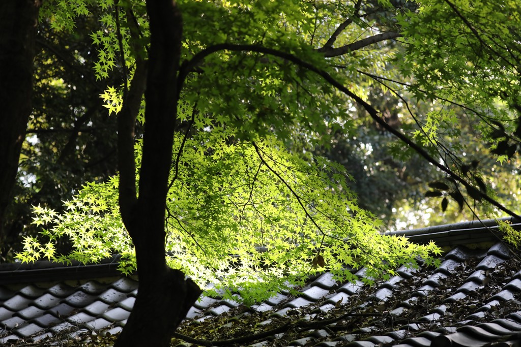 神社の木漏れ日