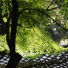 神社の木漏れ日