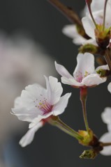 清楚に咲く