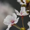 清楚に咲く