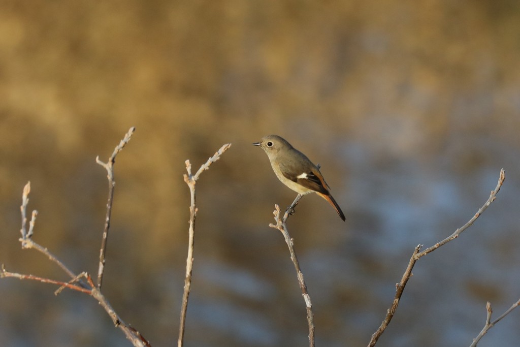 ヨウビタキ♀