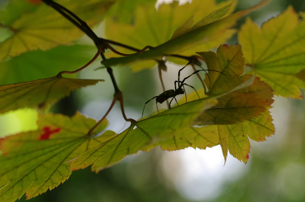 A incy wincy spider