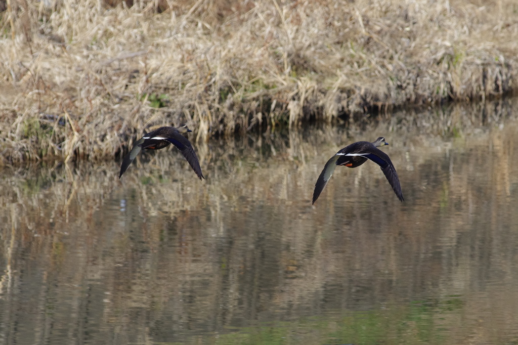 シンクロナイズドカモ