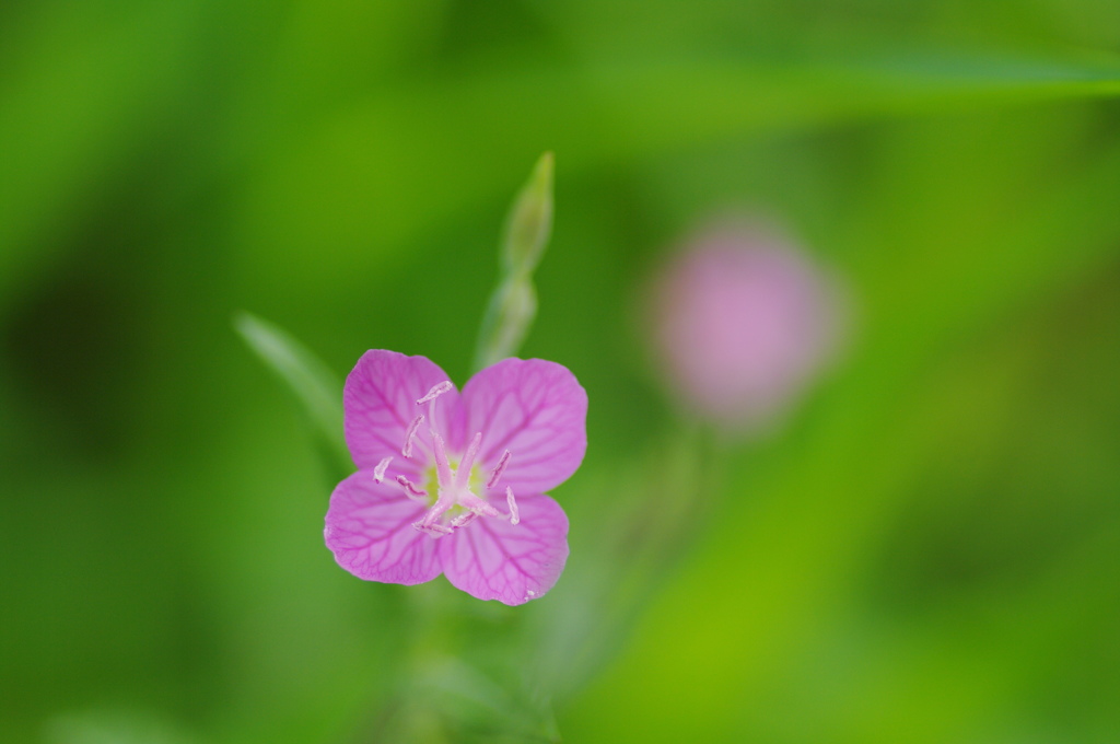 路傍の花