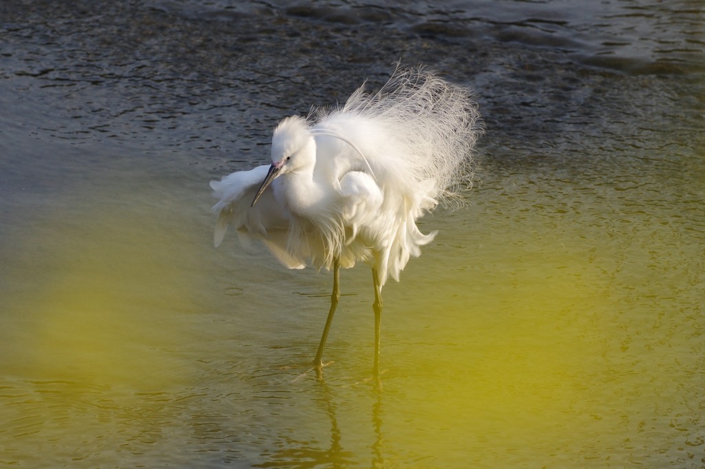Spring dance; pose two