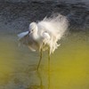 Spring dance; pose two