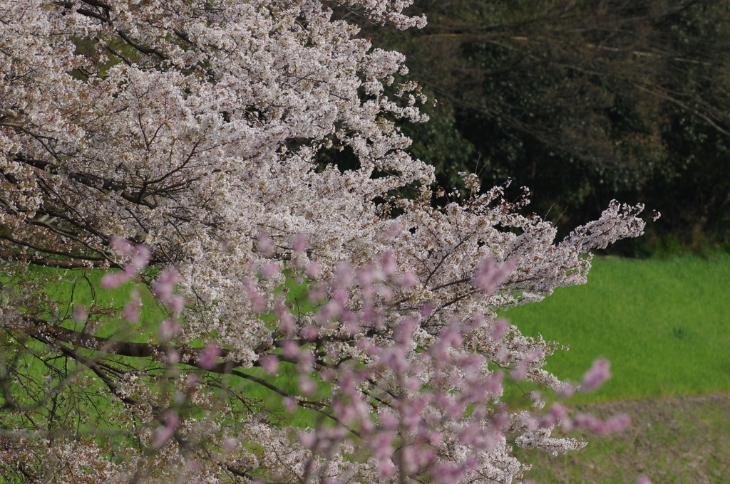 川辺の桜 (2)