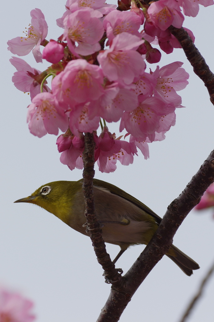 桜とメジロ２