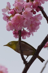 桜とメジロ２