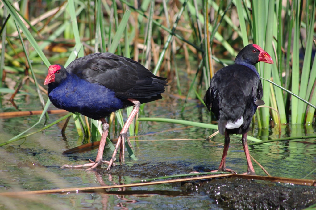 PUKEKO+PUKEKO