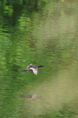 野鳥のいる風景５　カイツブリ