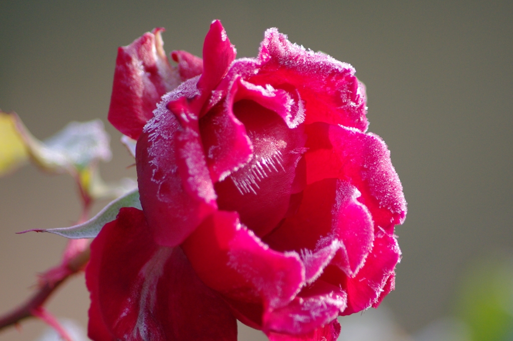 MONSTER　Icy　Rose