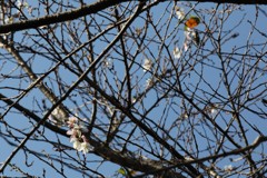 晩秋の桜