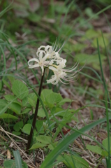 孤高の白華