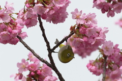 桜とメジロ１