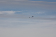 秋の空