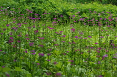 六甲高山植物園　クリンソウ群生