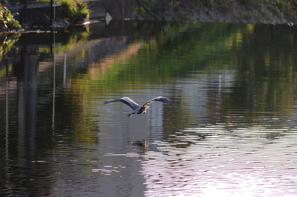 水面のアオサギ