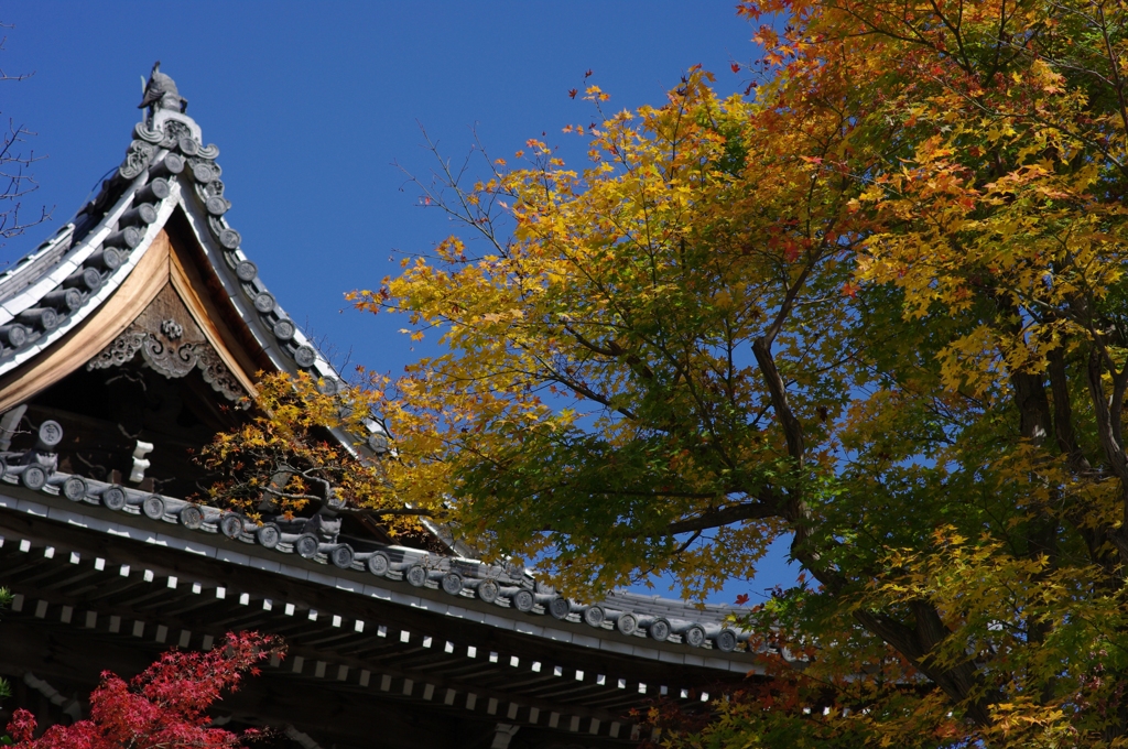 秋　善峰寺