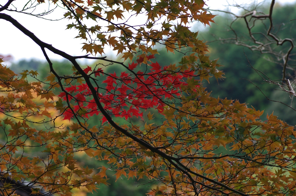 色付く紅葉