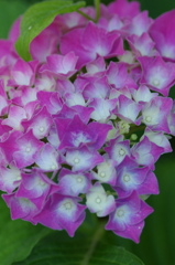 紫陽花