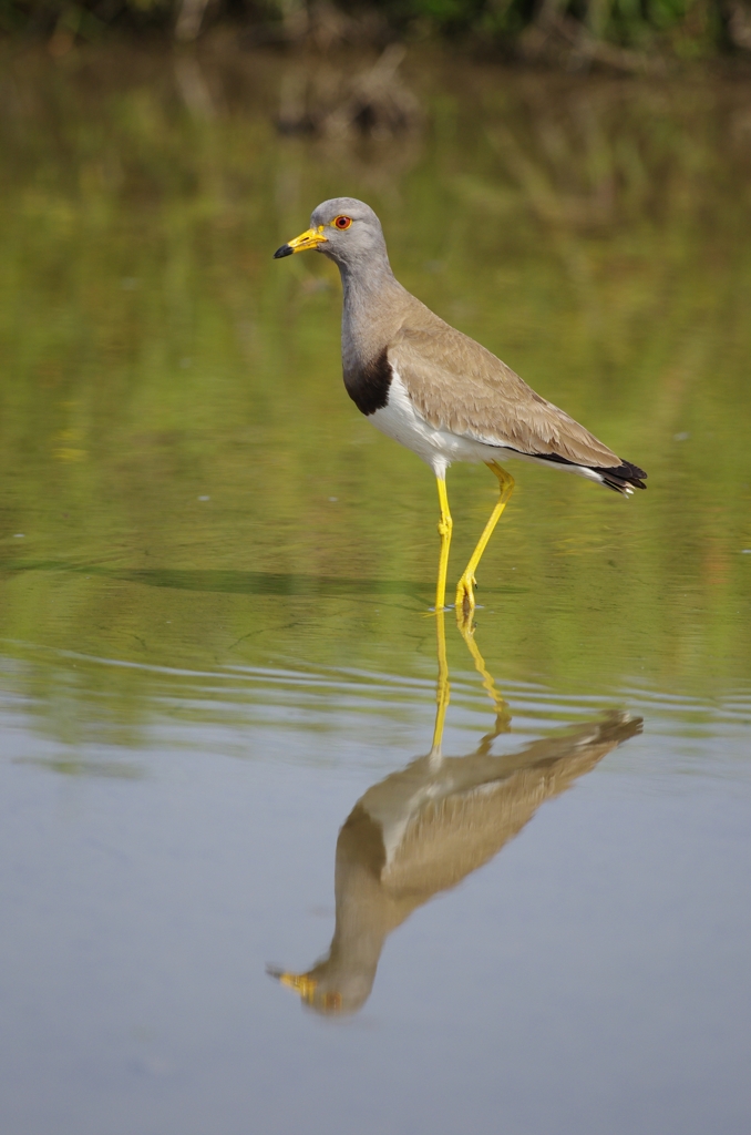 ケリケリケリケリ