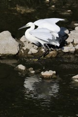 コサギ