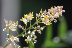 梅雨の風景　南天の花