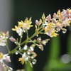 梅雨の風景　南天の花