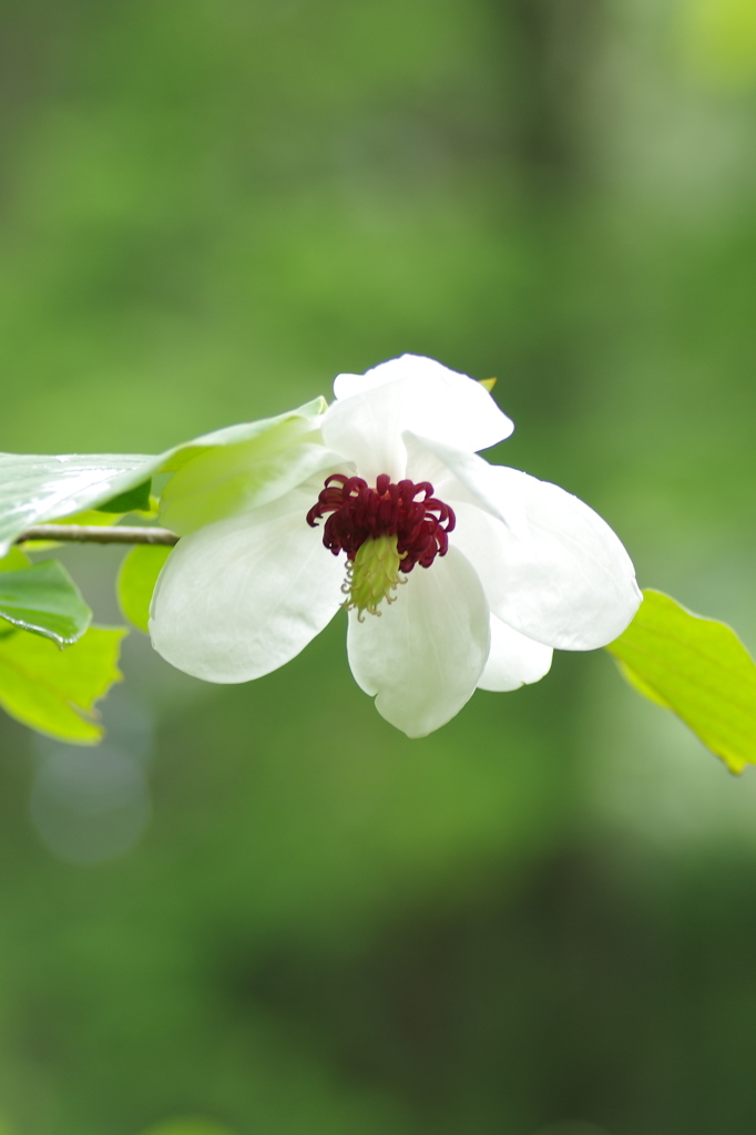六甲高山植物園　オオバオオヤマレンゲ